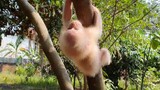 Baby monkey,👍🤣😅