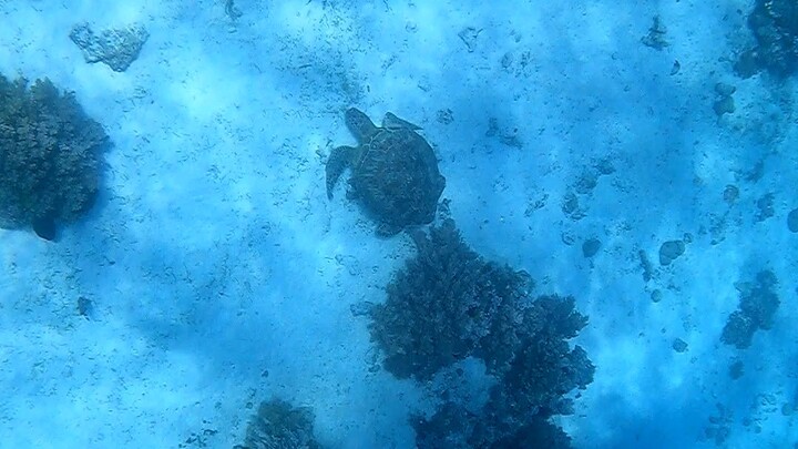 Turtle