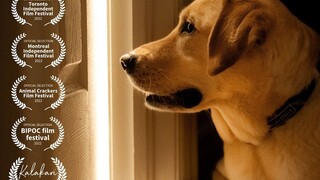 当你不在时，你的狗狗是怎么度过孤单生活的？——获奖短片《Ollie》