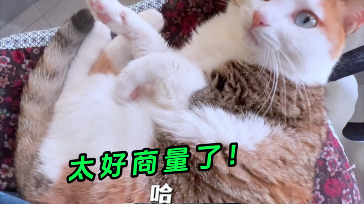 This calico cat is so chill and easy to get along with! Hahaha!
