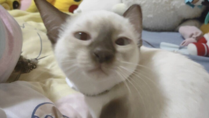 老大，泥在揉面包吗喵