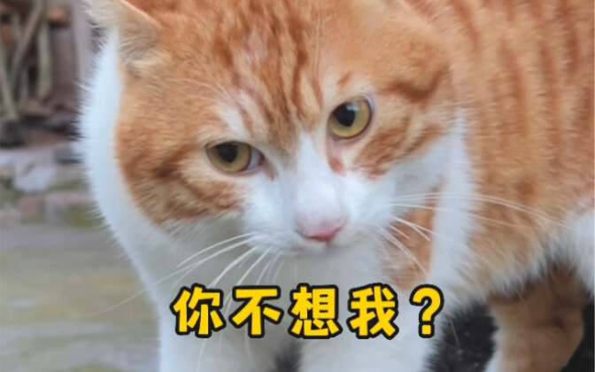 You don't miss me? You're doomed! As soon as you turn on the air conditioner, the power goes out!