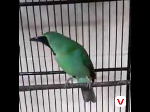 Masteran Suara cucak ijo ngekek cililin