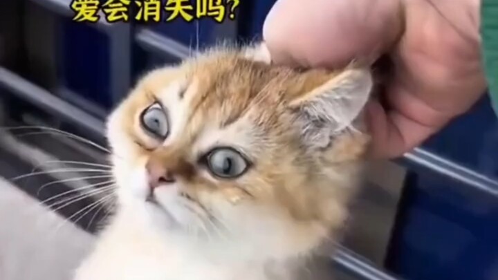 Kucing: Di mana cinta yang kau janjikan padaku?