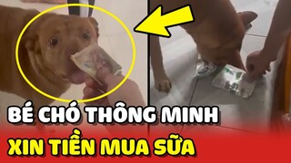 Hai chú chó THÔNG MINH biết XIN TIỀN để đi MUA SỮA 😍 | Yêu Lu