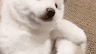 Watch cute puppies throwing tantrums online