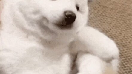 شاهد كلابًا لطيفة تثور غضبًا عبر الإنترنت