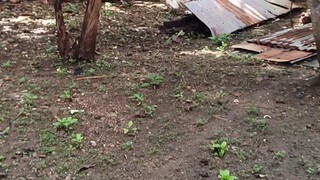 Manok ng Kapitbahay dumayo sa bakuran. Nilabanan ng ating White Kelso McLean