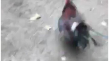 Boston Sweater vs Democrats Python 🐍 ❤️❤️❤️❤️🏆🏆