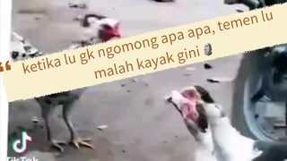 🐓:salah gwa apa?🗿