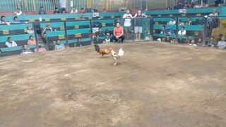 2hits ulutan first fight white jacket line full brother