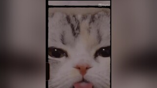 Cute chưa 😼😼 meomuoi xuhuongtiktokk lovecats hoiyeumeo DenTetLaKieu meocute Cartoonify GiaiDieuDJ meomeo capnip cate catsvideo catsbae