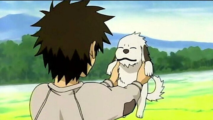 Naruto Dogs