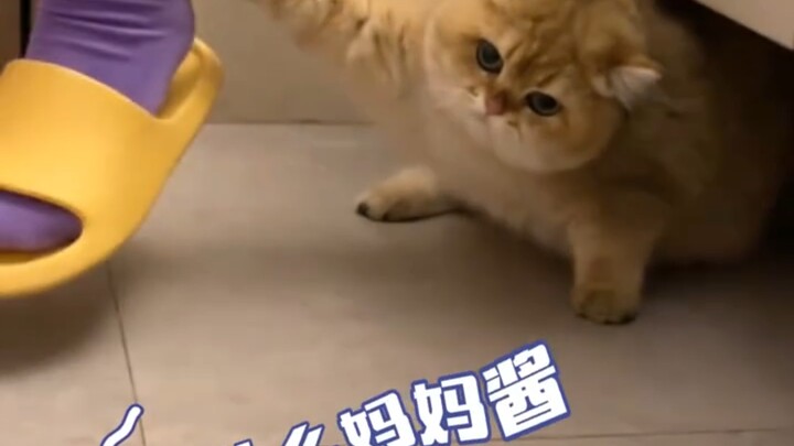 How Absurd Do Human Ways of Punishing Cats Look in Their Eyes?