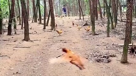 If not for CXK, the eternal path of chicken would stretch on like an endless night. With a single “K