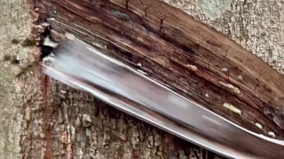 Pohon karet ini penuh air, tetapi hujan belum masuk. Kandungan air yang tinggi membuatnya sulit dite
