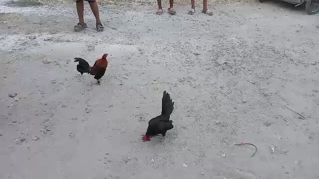 Win black hennie 2x na🏆🏆