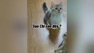 Chuyện của Chi  mong đừng hihi. Mình đang mất TT nên MN cứ CM cho nó TT nha 😂 mèo KhoanhKhacDatGia