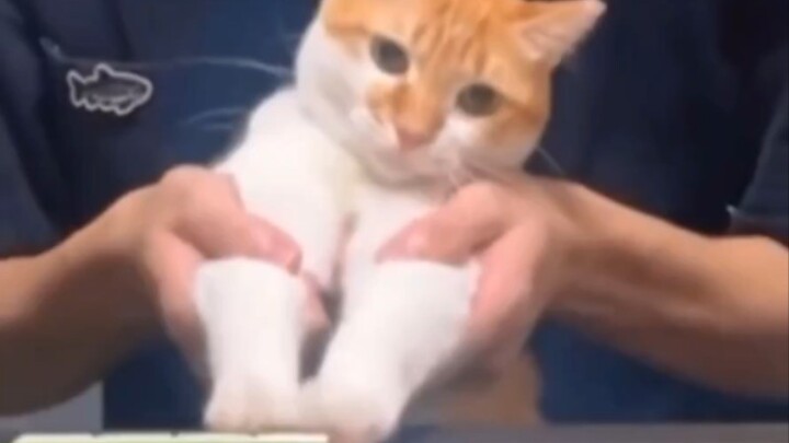 Miaomiao: Destroy it! I'm so tired~