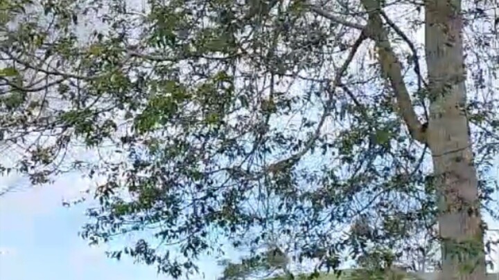 keindahan kebun teh pagar alam
