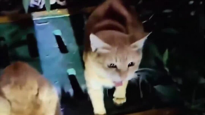 Kucing liar yang menggigit tidak akan kuberi makan!