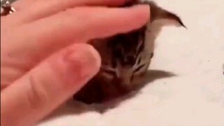 "Da Lang, come in and take your medicine."