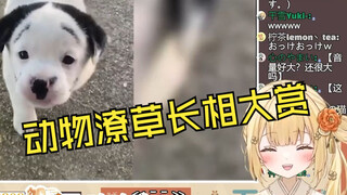 日本温柔小姐姐看《动物潦草长相大赏》笑死了
