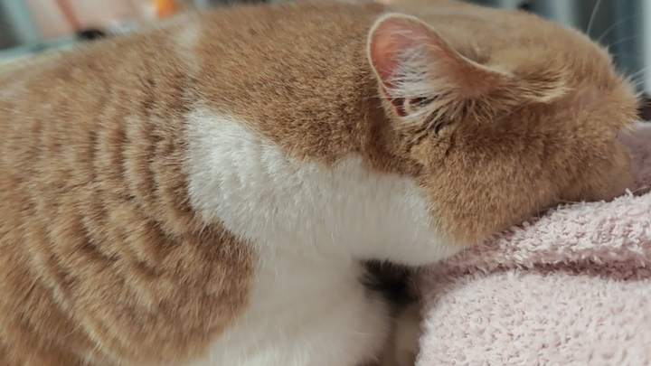 At least two hours every day—Master Miao is working so hard!