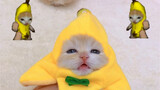 Siapa yang bisa menolak memiliki kucing pisang?
