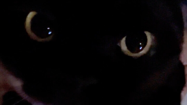 I realized that lifting a cat from behind and shooting from this angle makes it look super cute! Hoo