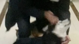 The dog hasn’t seen its owner for three months and doesn’t recognize it?
