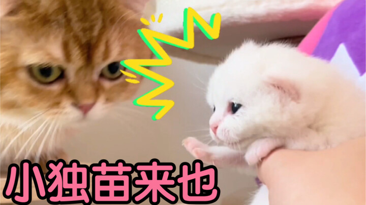 小奶猫也太可爱了吧！