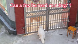 Can a Fox be a Watchfox as the Watchdog?