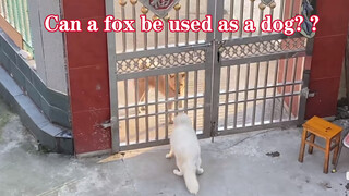 Can a Fox be a Watchfox as the Watchdog?