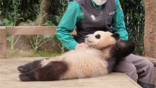 210323 Panda Fu Bao: Papa, Don't Stop It!