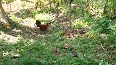 junglefowl