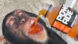 قم بمناداة صديقك المقرب وتعالَ اشرب مشروب دونغ بينغ الخاص