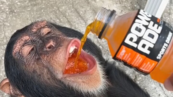 قم بمناداة صديقك المقرب وتعالَ اشرب مشروب دونغ بينغ الخاص