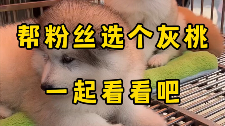 Giúp fan làm hẳn một chiếc bánh Alaska vị đào xám, cùng nhau xem có thể giảm được bao nhiêu nhé