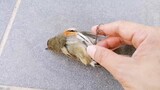 Poor Injured Little Bird Keeps Trying To Fly