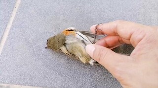 Poor Injured Little Bird Keeps Trying To Fly