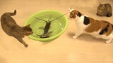 Video Kucing Lucu Banget Bikin Ngakak #14 | Kucing Paling Imut | Video Hewan Lucu