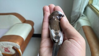 Burung yang Jadi Cerdas Setelah Kawannya Dimakan oleh Burung Tirjup