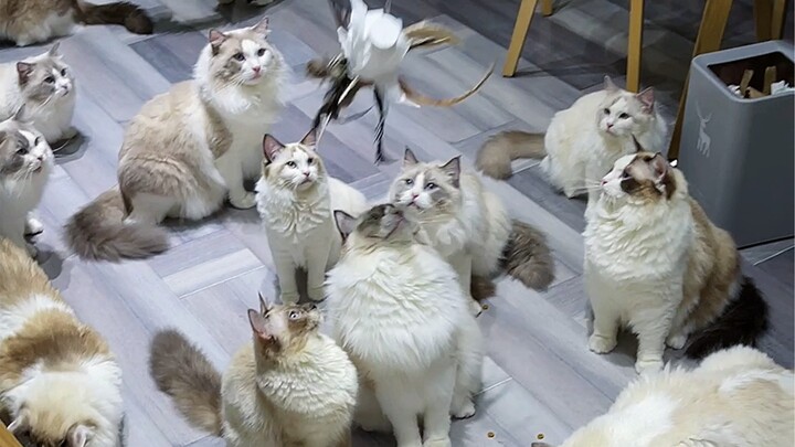 Si kucing kecil hanya melihat sekali, tapi tak bisa melupakannya lagi.