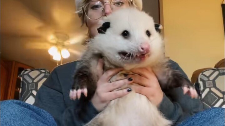 那它尿尿会不会分叉呀