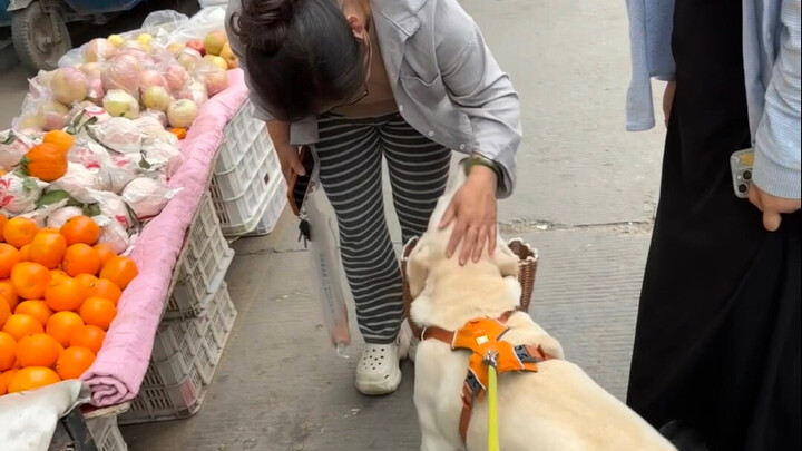 Seru Banget Bawa Anjing Pemalu ke Pasar Sayur (4)