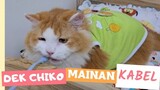 Dek Chiko Mainan Kabel. funny video, cat, cats, animal cute trending, kucing viral, pet, pets, dogs