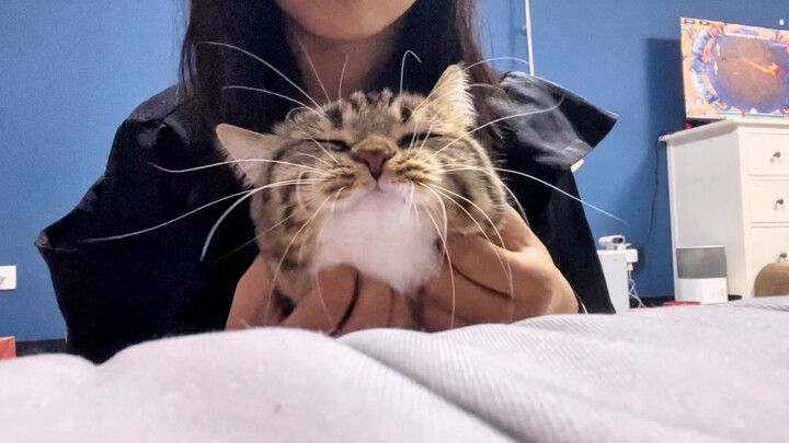 Sayang, kamu adalah ikan lele berbulu dengan kumis besar yang lucu