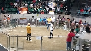 4 stag derby 4th fight win
