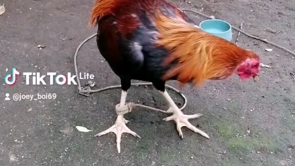 Si jumping style when he was a kid gwapo nya.